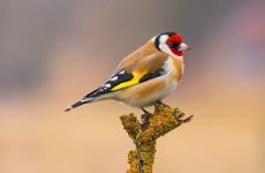 九江自考如何办理学士学位