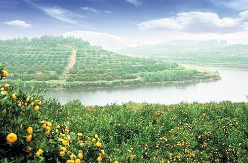 抚州市南丰蜜桔