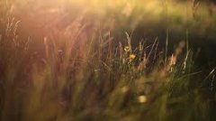 吉安自考主考院校是什么