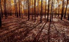 江西自考服装艺术设计(本科)中实践考试科目是什么?